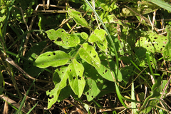 Solanum chacoense