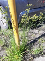 Cyperus surinamensis