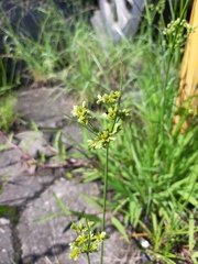 Cyperus surinamensis