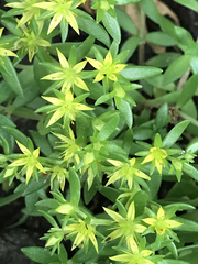 Sedum sarmentosum