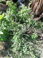 Sida rhombifolia
