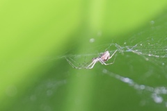 Microlinyphia johnsoni