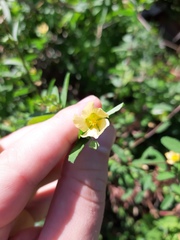 Sida rhombifolia