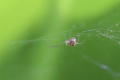 Microlinyphia johnsoni