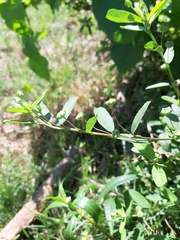 Sida rhombifolia