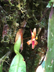 Maxillaria acutifolia