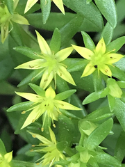 Sedum sarmentosum
