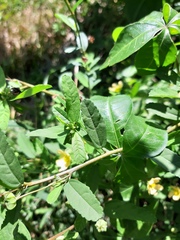 Sida rhombifolia