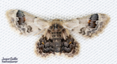 Idaea asceta