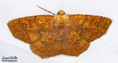 Periclina