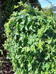 Ipomoea cairica