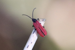 Benibotarus alternatus