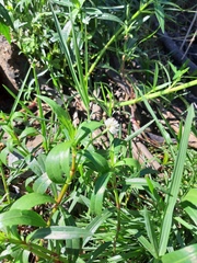 Alternanthera philoxeroides