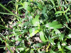 Alternanthera philoxeroides