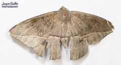 Oxydia peosinata