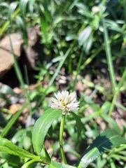 Alternanthera philoxeroides