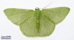 Nemoria remota