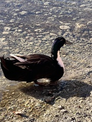 Anas platyrhynchos domesticus