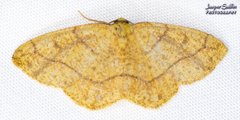 Periclina