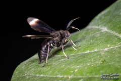 Myrmecopsis strigosa