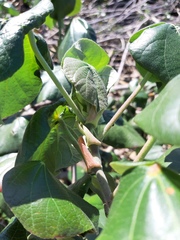 Hibiscus tiliaceus pernambucensis