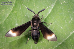 Myrmecopsis strigosa