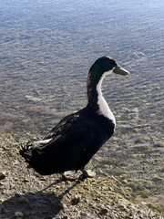 Anas platyrhynchos domesticus