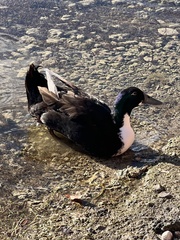 Anas platyrhynchos domesticus
