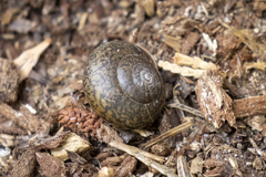 Helminthoglypta cypreophila