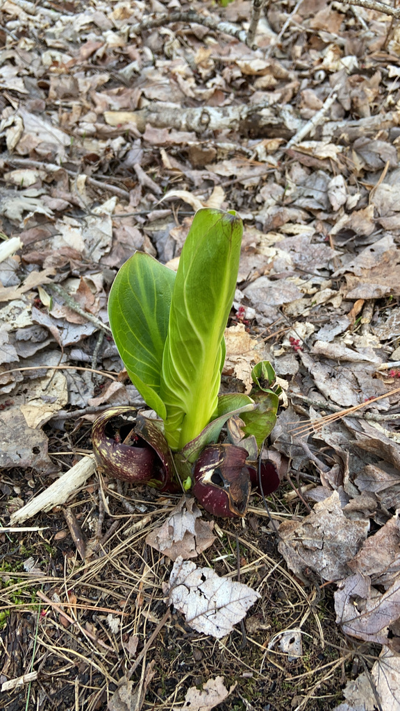 Eastern Skunk Cabbage from Lancaster Dr, Windsor, CT, US on April 11
