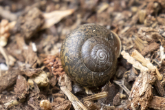 Helminthoglypta cypreophila