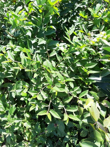Sida planicaulis
