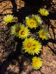 Coryphantha neglecta