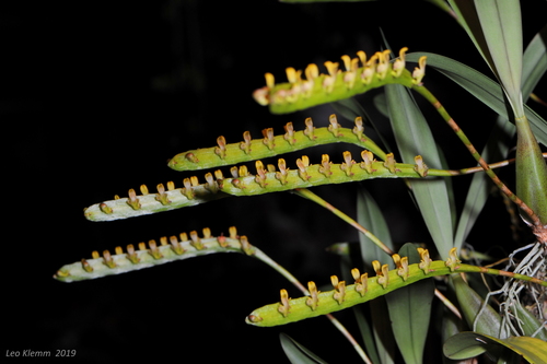 Sickle Bulbophyllum