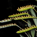 Bulbophyllum falcatum - Photo (c) Leo Klemm, algunos derechos reservados (CC BY-NC-ND)