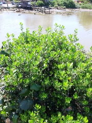 Myrsine parvifolia
