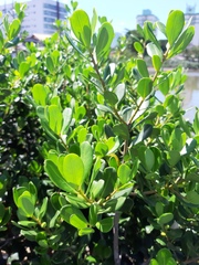 Myrsine parvifolia