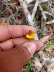 Helenium quadridentatum