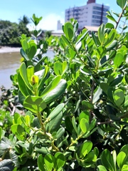 Myrsine parvifolia