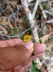 Helenium quadridentatum