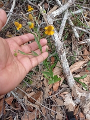 Helenium quadridentatum