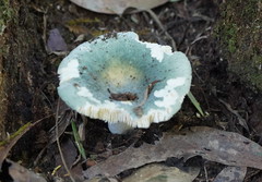 Russula iterika