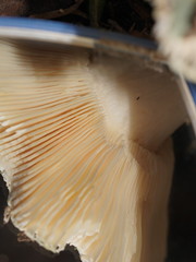 Russula iterika