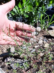 Symphyotrichum subulatum squamatum