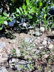 Symphyotrichum subulatum squamatum