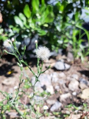 Symphyotrichum subulatum squamatum