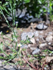 Symphyotrichum subulatum squamatum