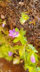 Campanula erinus