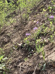 Phlox stolonifera