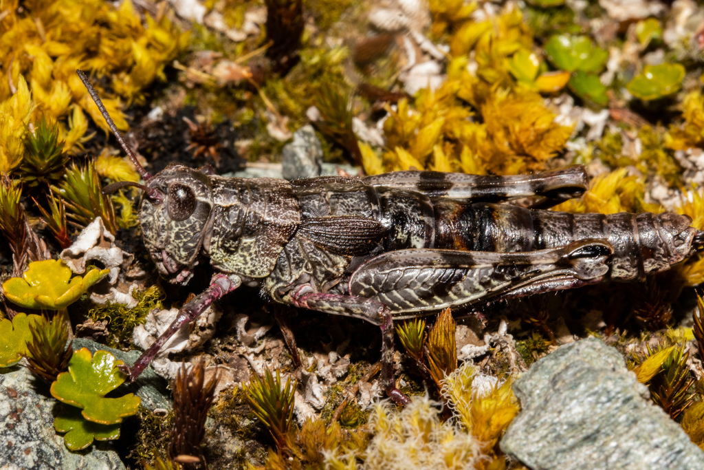 Sigaus australis